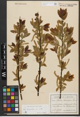 Foto von Salix triandra subsp. triandra L.